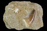 Mosasaur (Prognathodon) Tooth In Rock #96160-1